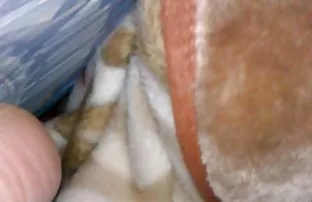 XXX memeli bölümünden ücretsiz bir video indirmek ve yüksek çözünürlüklü donmadan porn izle